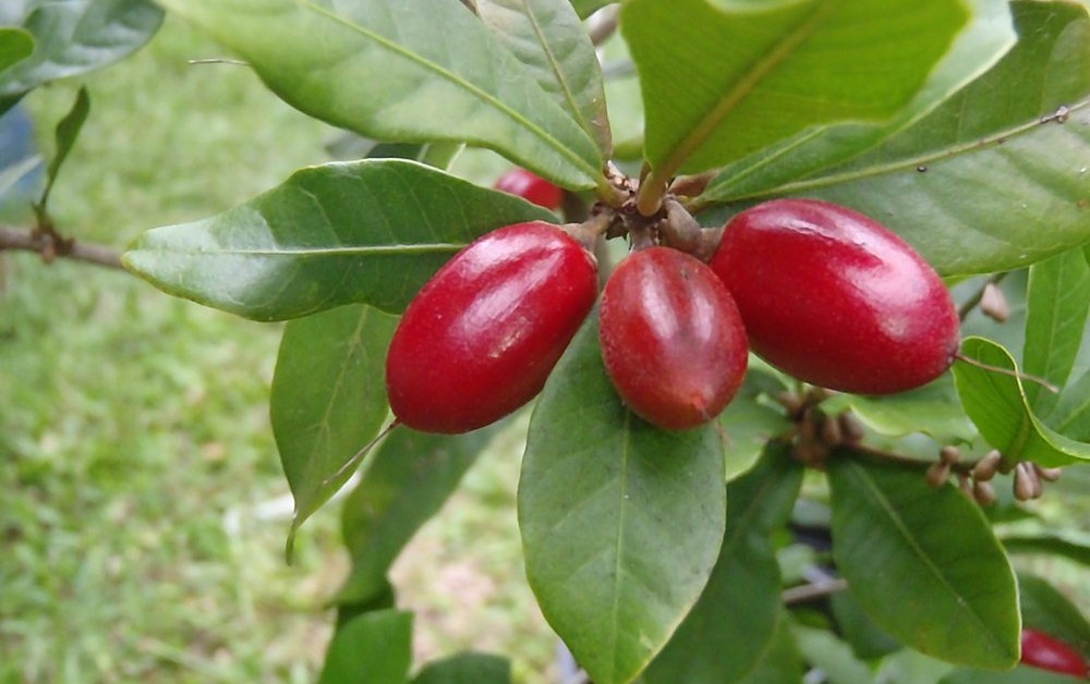 Afrikanskt bär ger cancerpatienter smaken tillbaka