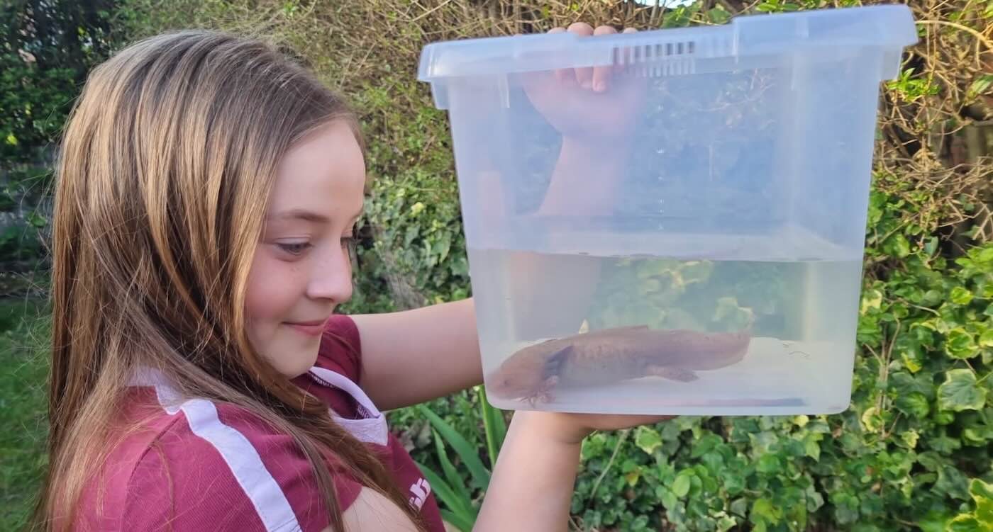 Evie, 10, hittade sällsynt axolotl i walesisk flod