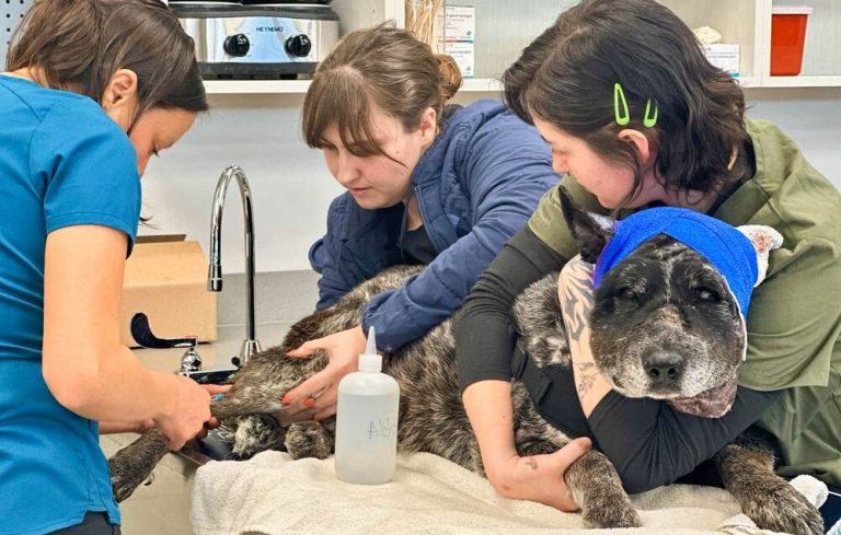 Halvblinda Honey, 12, drev bort björn från gården