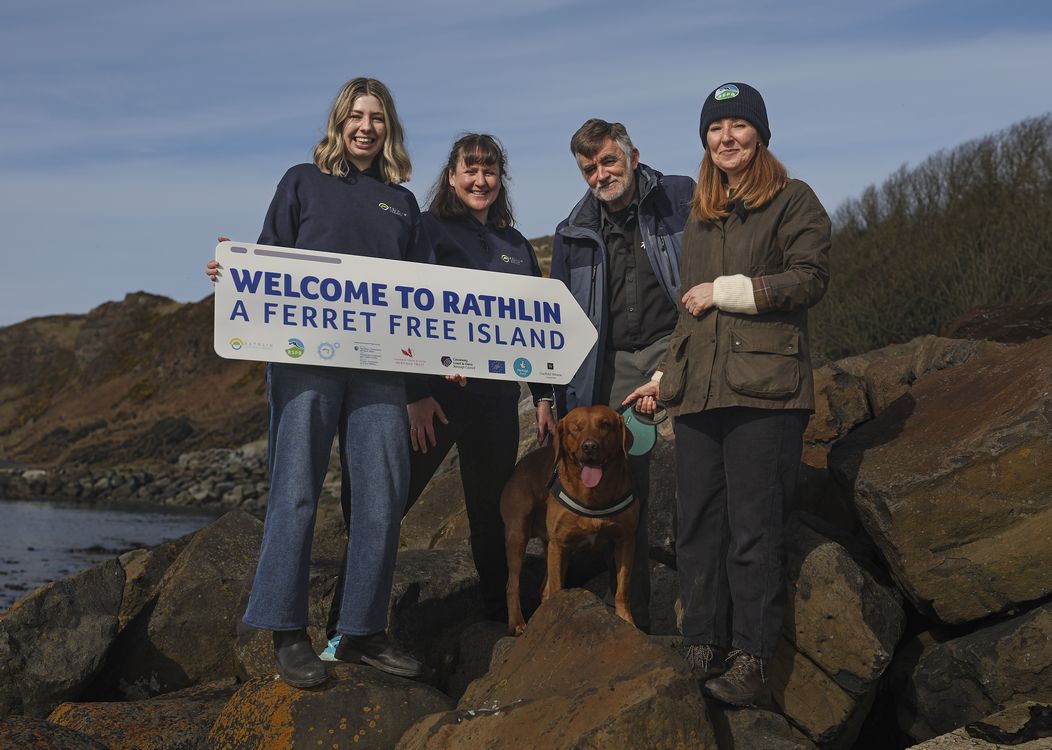 Illrarna borta – puffins på Rathlin Island kan äntligen häcka