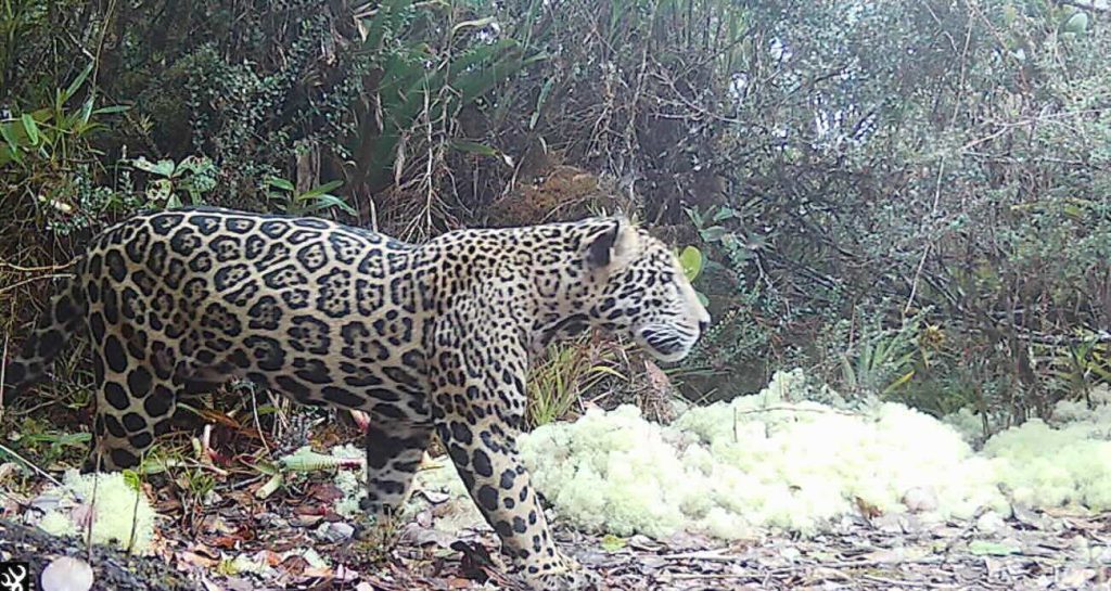 Jaguar fotograferad i Honduras berg för första gången på tio år