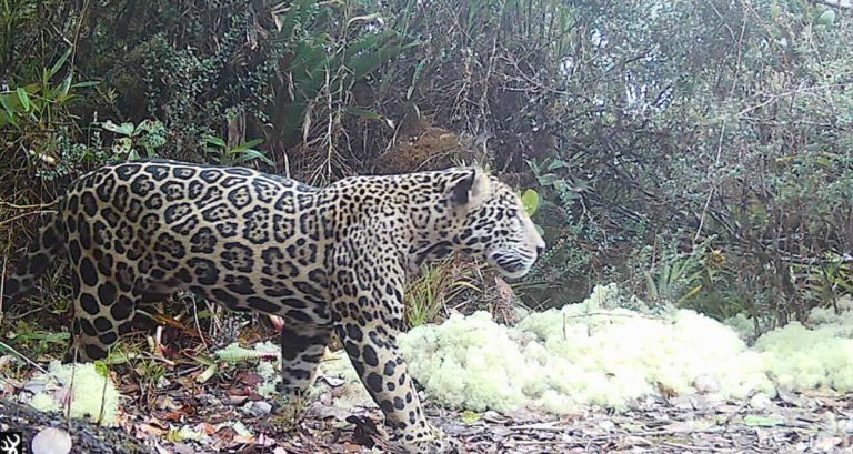 Jaguar fotograferad i Honduras berg för första gången på tio år