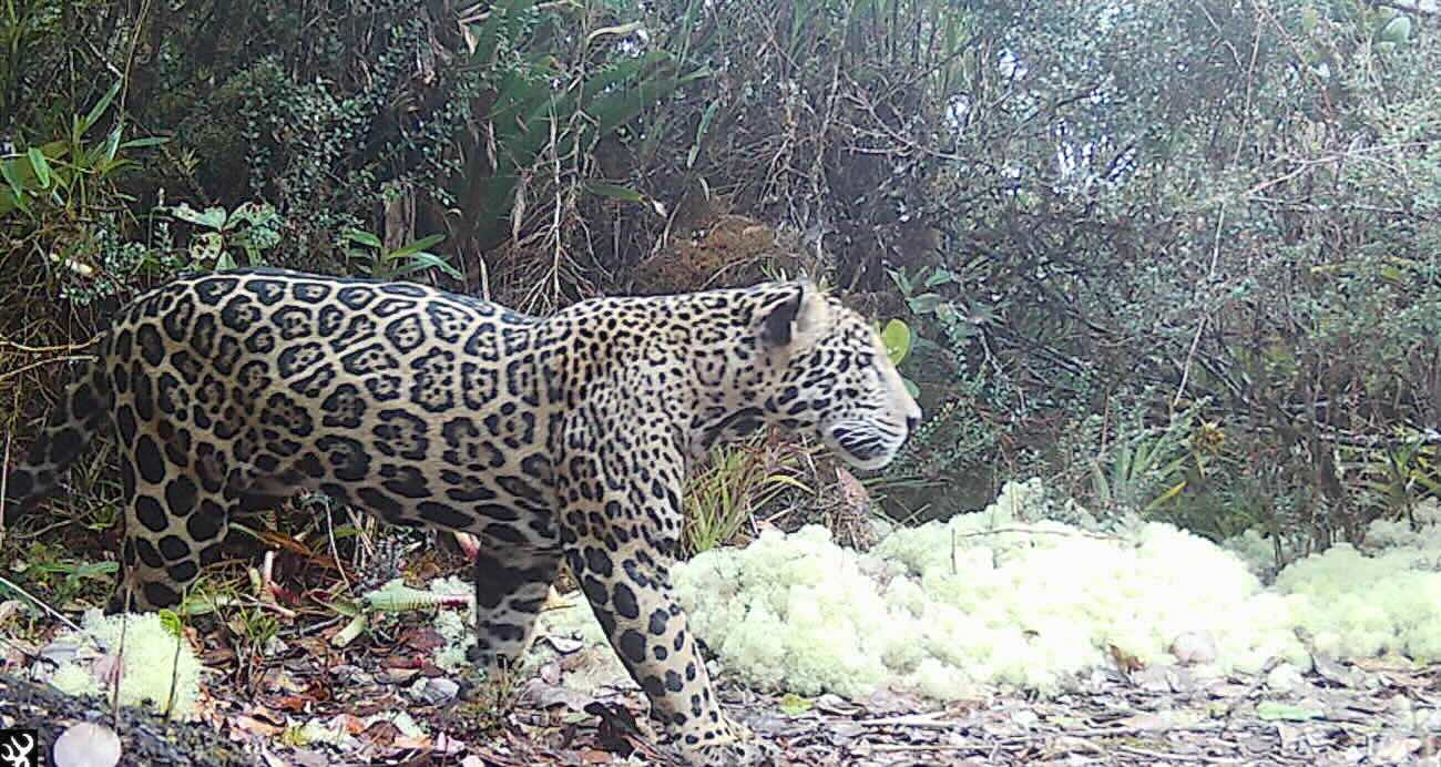 Jaguar fotograferad i Honduras berg för första gången på tio år