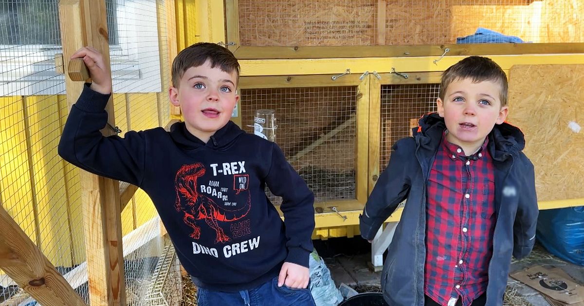 Luigi, 7, och Julius, 5, driver kaningödselföretag i Borlänge