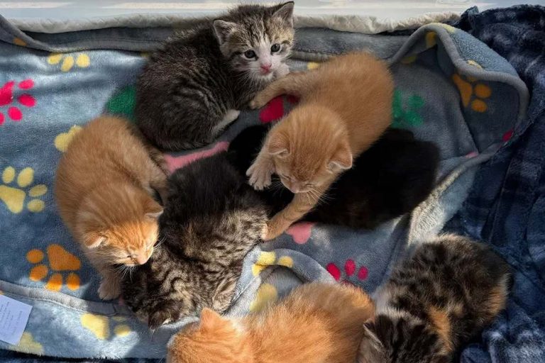Sju kattungar hittades högt upp på lagerhylla i Pennsylvania
