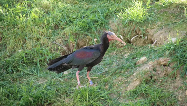 Skallig ibis räddades från utrotning vid Eufrat