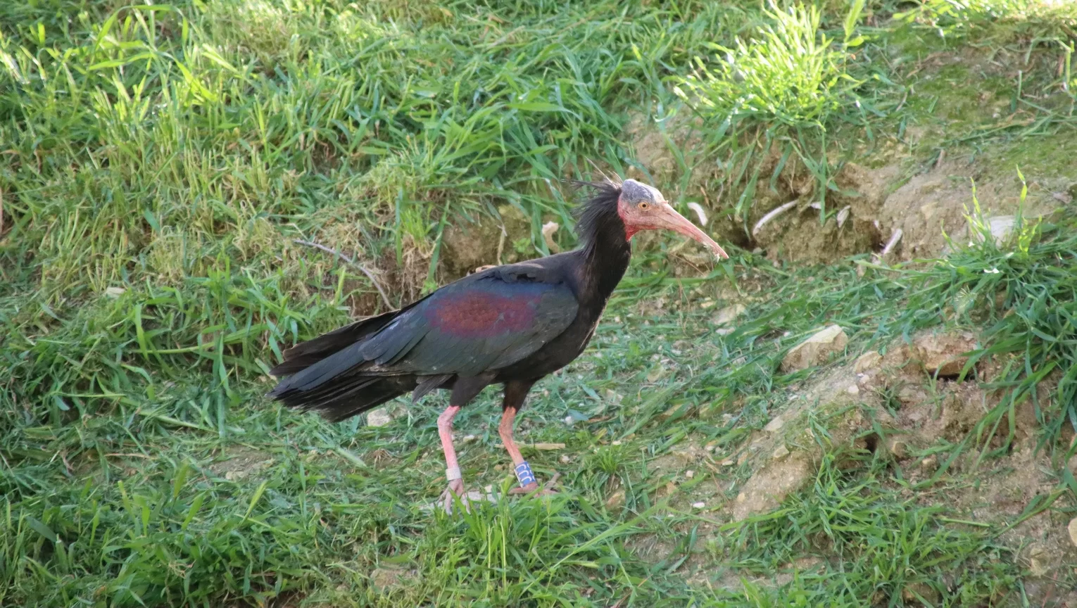 Skallig ibis räddades från utrotning vid Eufrat