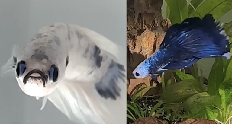 Stevie gick från blek och trött till elektriskt blå