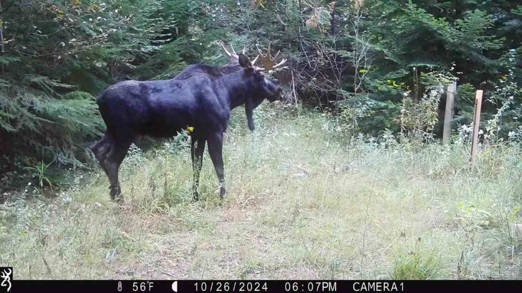 Gary donerade sin skog till Kalispelstammen i Washington