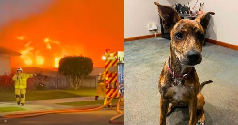 Hunden Hazel räddade sin nye ägare från husbranden