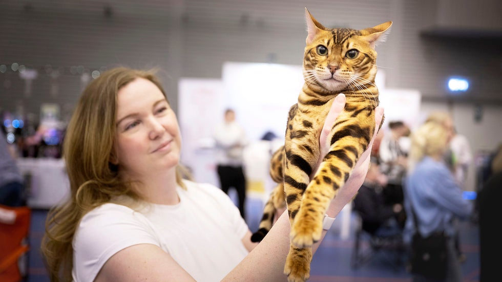 Kattälskarna vet varför de väljer katt