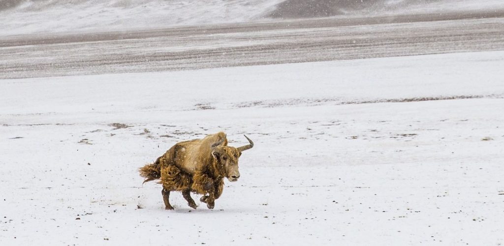 Klonade vildyaks ska rädda gyllene underart i Tibet