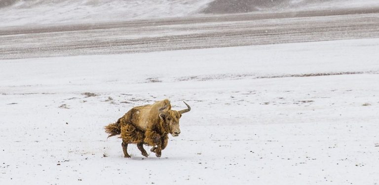 Klonade vildyaks ska rädda gyllene underart i Tibet
