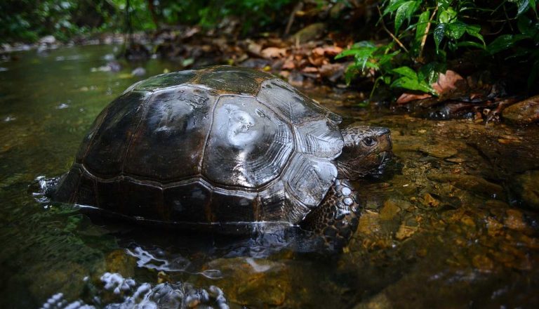 Tortoise Guardians räddar jättepadda i Nagaland