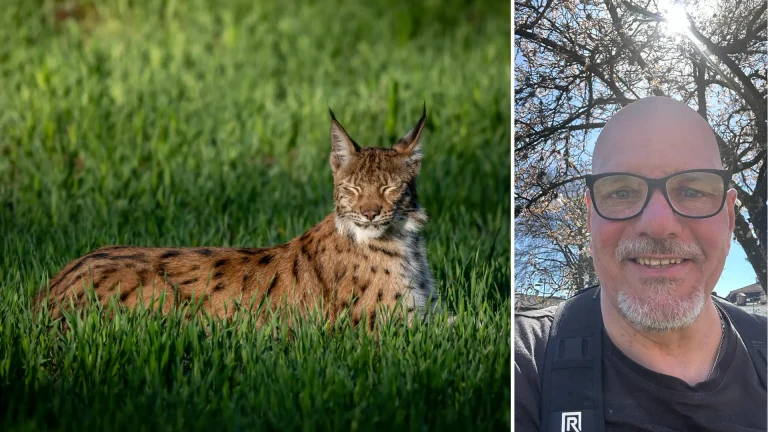Christer ville fota rådjur – fick lodjur på åkern i Mark