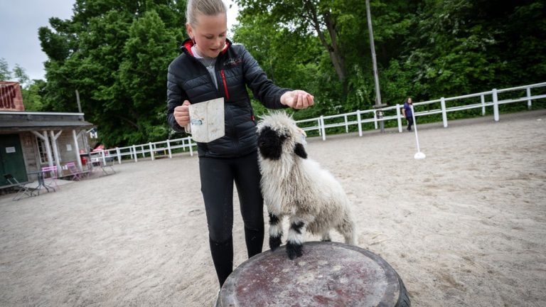 Lammet Valentin på Pannkaksladan tror han är en hund