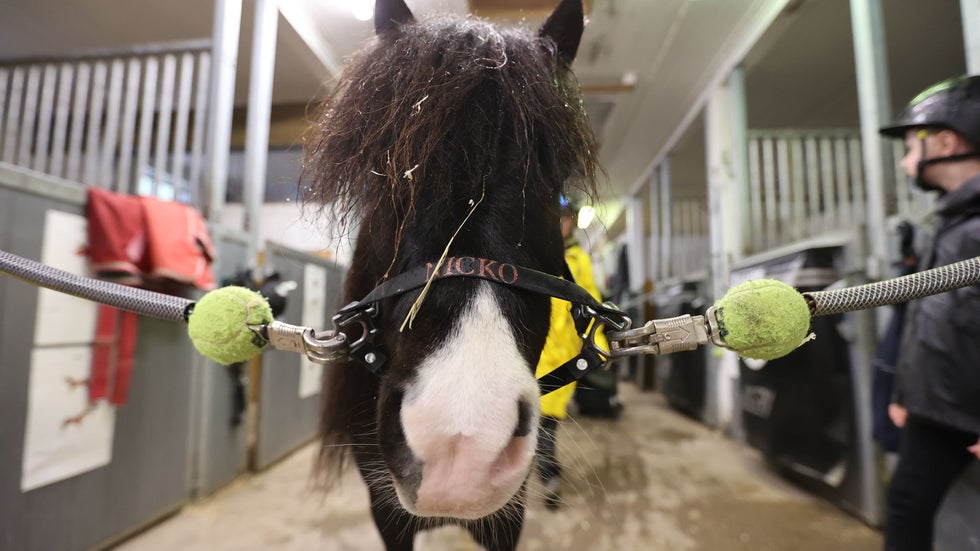 På Gävletravet badar barnen med shetlandsponnyer
