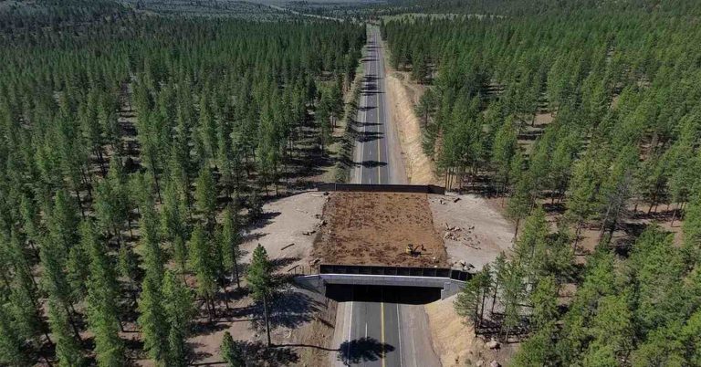 Tre hjortar hittade Kaliforniens nya djurpassage före invigningen