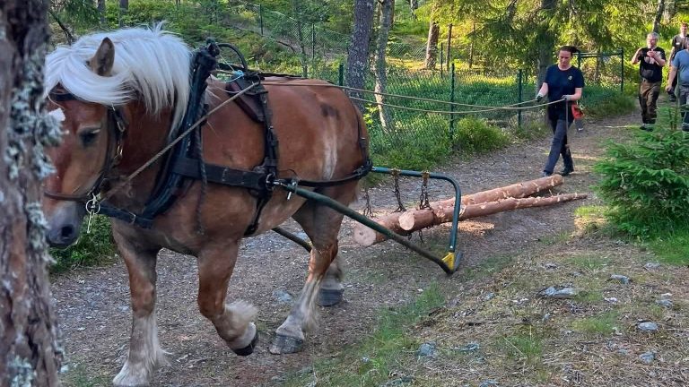 Ardennerhästen Etna drog timmer vid silvergruvan