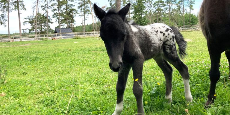 Minishettisen Musse fölade i hagen framför besökarna